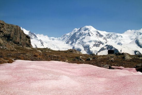 ALGA DE NIEVE SUIZA LA PRAIRIE