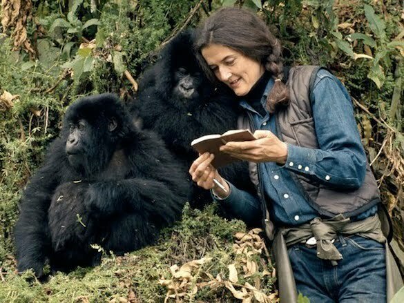 dian-fossey-mountain-gorillas_44342_600x450